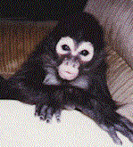 Monkey Poo - Our mascot and Friend